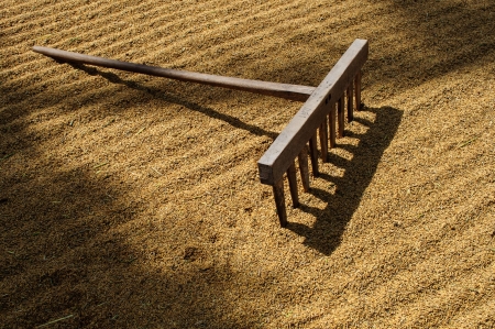 drying riceの写真素材
