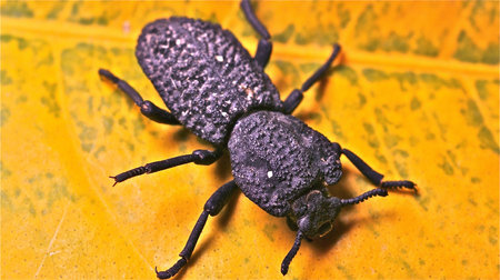 Rugged Darkling Ground Beetle