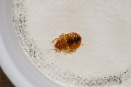 BED BUG