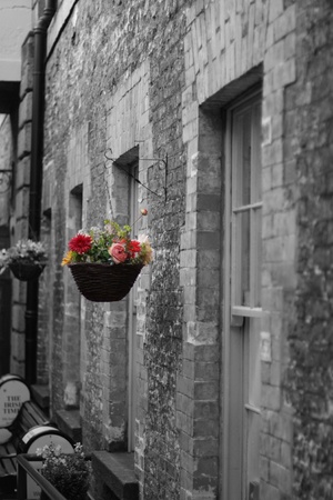 coulour flower against the black and white stone wallの写真素材