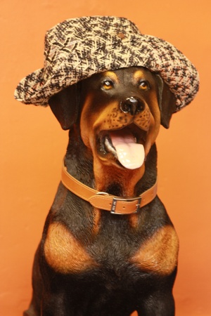 dog wear hatの写真素材