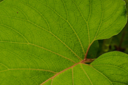 Green Leafの写真素材