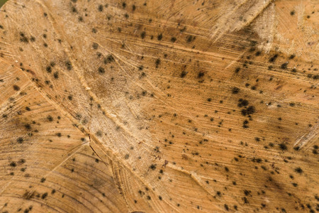 Wood Textureの写真素材