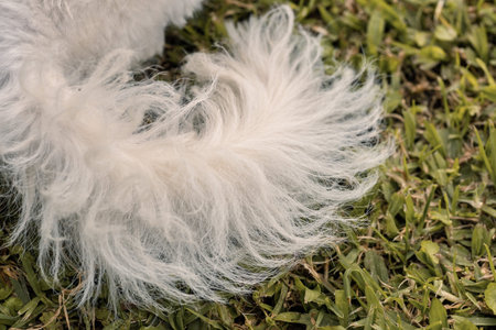 White Dog Tail