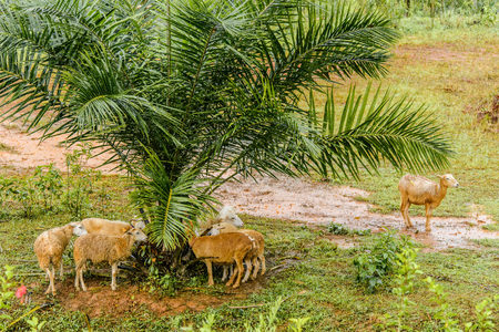 Outsider sheep getting wet during the rainの写真素材