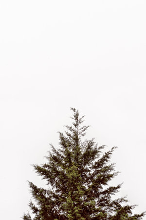Minimalist shot of a pine tree against a cloudy sky