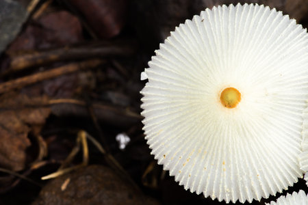Close-up view of a group of wild white umbrella mushrooms with a yellow spot in the middleの写真素材