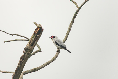 White bird with black feathers under the wings and red beakの写真素材