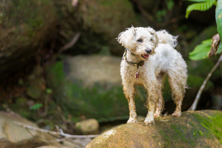 White Poodle dog standing on rocksの写真素材
