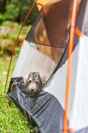Schnauzer dog inside a camping tentの写真素材