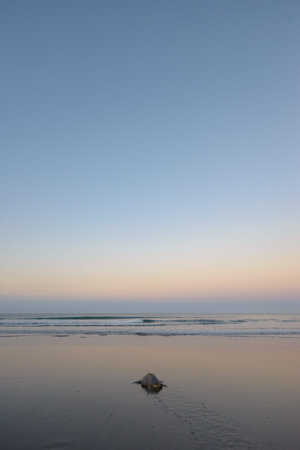 Sea turtle nesting during sunrise at Ostional beach in Costa Ricaの写真素材
