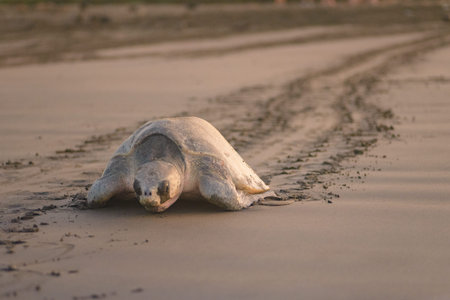 Sea turtle nesting during sunrise at Ostional beach in Costa Rica
