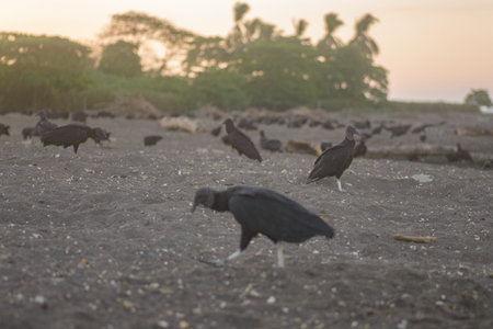 Vultures digging up sea turtles eggs during nesting in Costa Rica