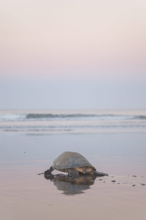 Sea turtle nesting during sunrise at Ostional beach in Costa Rica