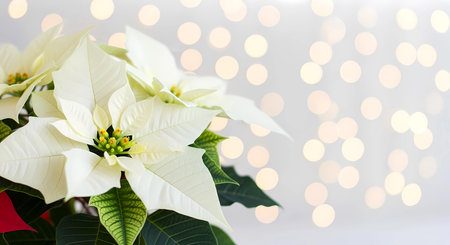 White Poinsettia with Golden Bokeh Lights for Christmas Decorationの素材