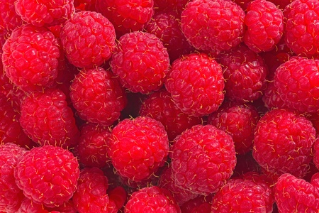 Many red raspberries.の写真素材