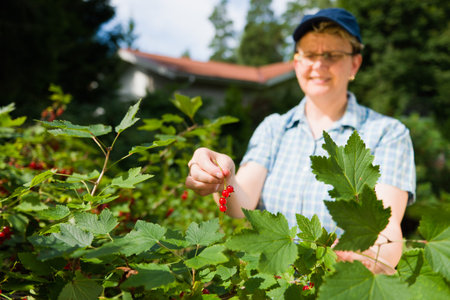Woman working in the redcurrant bush.