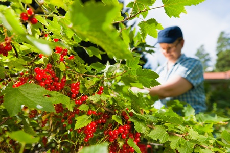 Woman working in the redcurrant bush.の写真素材