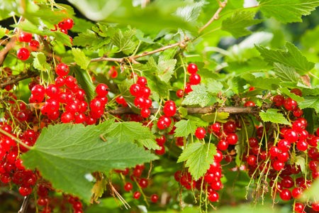 Redcurranta berries and leaves in the bush.