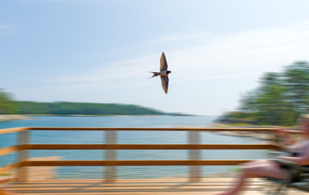 Barn swallow fly by fast over the terrece.の写真素材
