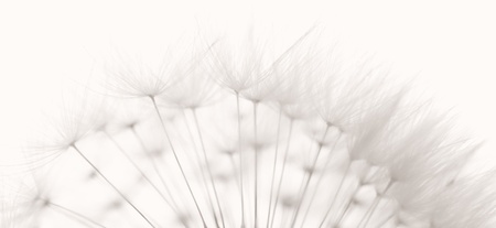 Dandelion and seeds, colored black and white photo の写真素材