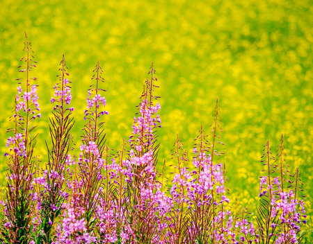 Fireweed on front and rapeseed field on the background.