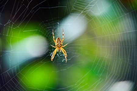 Cross spider waiting for prey on the net.の写真素材