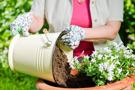 A mature woman planting flowers, sunny dayの写真素材