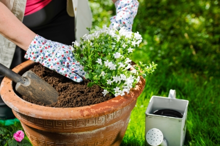 A mature woman planting flowers, sunny dayの写真素材