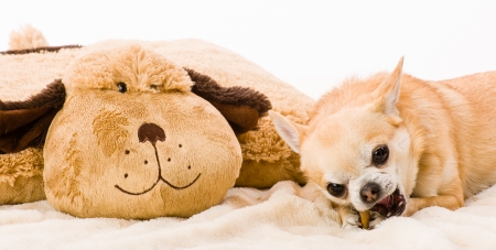 Chihuahua enjoys and eats her titbit, white backgroundの写真素材