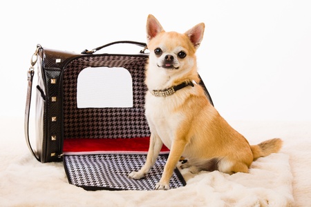 Chihuahua and pet carry case, white backgroundの写真素材