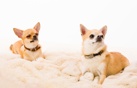 Two chihuahuas lay on the bed, white backgroundの写真素材