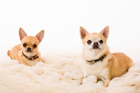 Two chihuahuas lay on the bed, white backgroundの写真素材