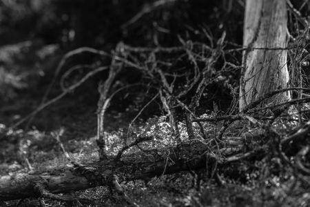 Old snags on gloomy forest, black and white imageの写真素材