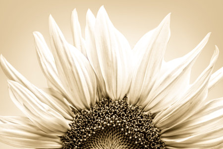 Sunflower close-up, sepia tone