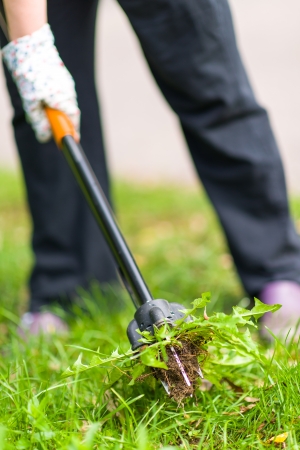 Woman pulling weeds out, dandelion with a rootsの写真素材