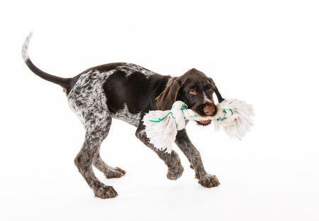 Playing German wire-haired pointer puppy, 12 weeks old, white background