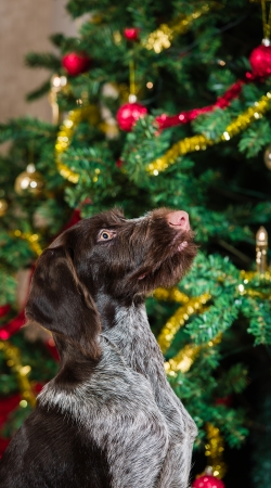 Sitting German wirehaired pointer puppy, Christmas tree on backgroundの写真素材