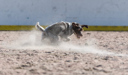 Adult German wire-haired pointer playing outdoors with a ball