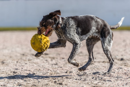 Puppy German wire-haired pointer playing outdoors with a ball