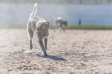 Adult German wire-haired pointer playing outdoors with a ballの写真素材