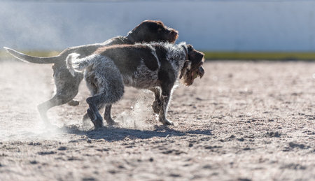 German wire-haired pointers, adult and puppy playing outdoors with a ball