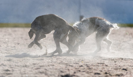 German wire-haired pointers, adult and puppy playing outdoors with a ball