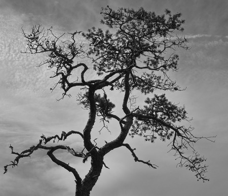 Stunted pine and cloudy sky, black and white image, horizon formatの写真素材