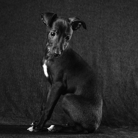 Italian greyhound puppy posing, dark gray canvas backgroundの写真素材