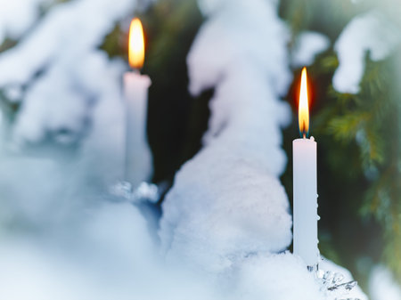 White candles on snowy spruce - christmas feeling.の写真素材