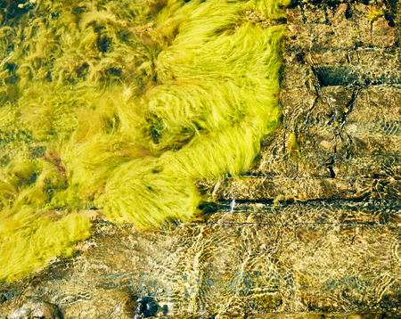 Live algae, waves and rocks, archipelago shoreline in scandinavia - cross processed imageの写真素材