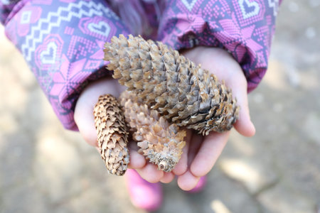 nature in the hands of children, Christmas cones