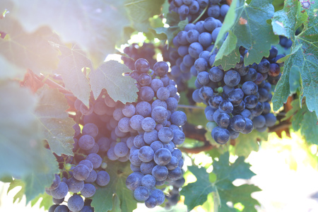 Ripe grapes ready for harvest in the sunlight, agricultureの写真素材