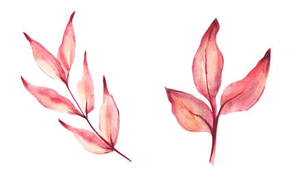 Watercolor autumn leaf set. Hand Drawn watercolor illustration.Isolated on a white background.の写真素材